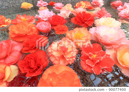 Begonia flower hand water, one side of petals floating on the surface of the water 90077400