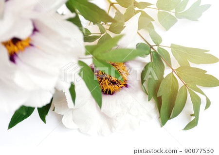 Soft selective focus Close up of a bouquet of delicate beautiful white peonies flowers on a white background with bright sunlight. Top view. Festival and day of flowers. Copy space. Soft selective focus Close up of a bouquet of delicate beautiful white peonies flowers on a white background with bright sunlight. Top view. Festival and day of flowers. Copy space. 90077530