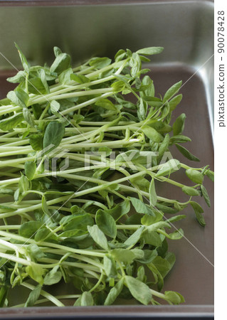 Bean seedlings in a bat 90078428