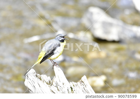 A little bird singing on a fallen tree in the river A little bird singing on a fallen tree in the river 90078599