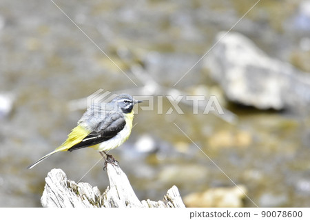 A small bird perching on a fallen tree in the river A small bird perching on a fallen tree in the river 90078600