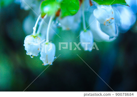 Morning dew and wild flowers Morning dew and wild flowers 90078684