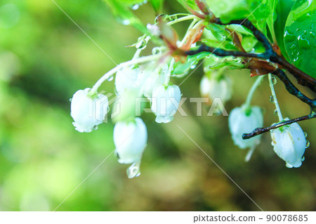 Morning dew and wild flowers Morning dew and wild flowers 90078685