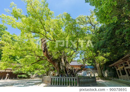 《愛媛縣》新綠季節，大山純神社_今治市大三島町 90078691