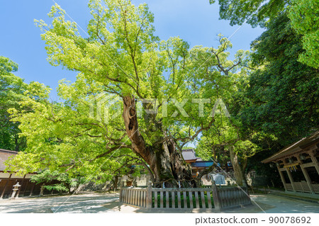 《愛媛縣》新綠季節，大山純神社_今治市大三島町 90078692