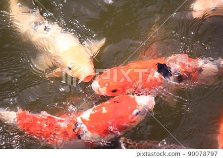 Nishikigoi Nishikigoi 90078797