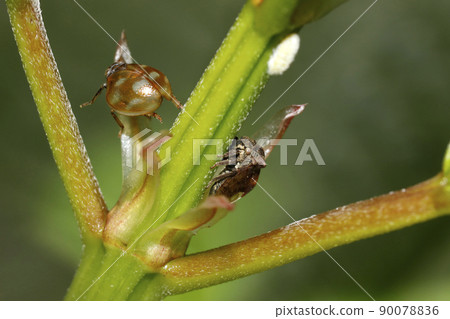 Tobiirotsunozemi and Marunka 90078836