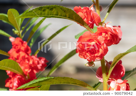 Housenka紅色花 90079042