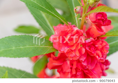 Close-up of impatiens flowers 90079043