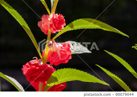 Red flowers and green leaves of impatiens 90079044