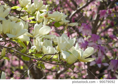 Yulan magnolia blooming against the background of magnolia 90079092