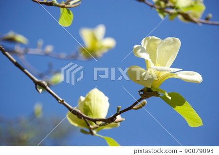 Yellow magnolia 90079093