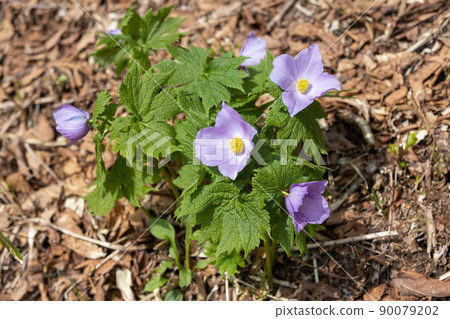 Nozori Lake Glaucidium palmatum 菌落 Nozori Lake Glaucidium palmatum 菌落 90079202