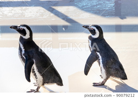 Two penguins sunbathing with their wings spread Two penguins sunbathing with their wings spread 90079212