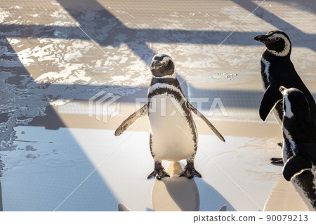Penguins sunbathing with their wings spread Penguins sunbathing with their wings spread 90079213