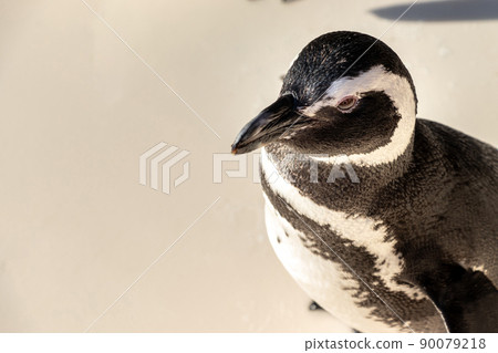 麥哲倫企鵝簡介 90079218