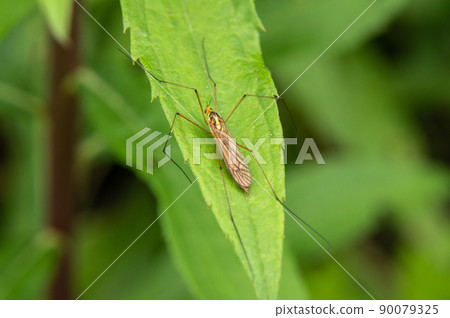 大象gangambo 90079325