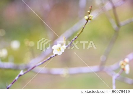 White flower flowers White flower flowers 90079419