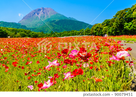 Shimabara Hibaruyama Flower Park Poppy Heisei Shinzan [Shimabara City, Nagasaki City] 90079451
