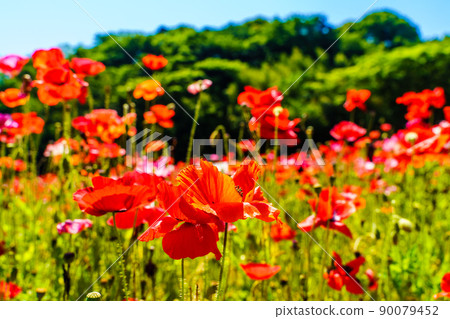 島原 Hibaruyama Flower Park 罌粟[長崎市島原市] 90079452