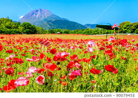 Shimabara Hibaruyama Flower Park Poppy Heisei Shinzan [Shimabara City, Nagasaki City] 90079458