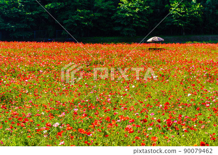 島原 Hibaruyama Flower Park 罌粟[長崎市島原市] 90079462