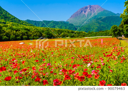 島原 Hibaruyama Flower Park 罌粟平成新山 [長崎市島原市] 90079463