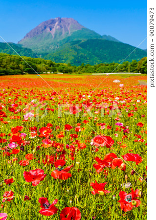 Shimabara Hibaruyama Flower Park Poppy Heisei Shinzan [Shimabara City, Nagasaki City] 90079473