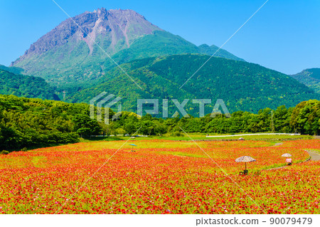 Shimabara Hibaruyama Flower Park Poppy Heisei Shinzan [Shimabara City, Nagasaki City] 90079479