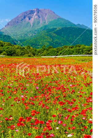 Shimabara Hibaruyama Flower Park Poppy Heisei Shinzan [Shimabara City, Nagasaki City] 90079506