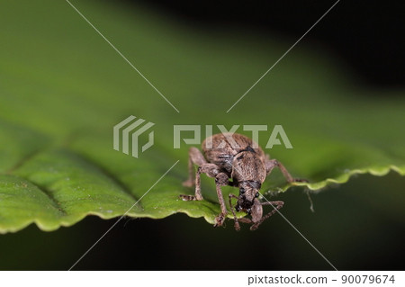 生物、昆蟲、象鼻蟲、鉗子和鉗子會咬葉子。他們吃梨、桃和山茶花等葉子。 生物、昆蟲、象鼻蟲、鉗子和鉗子會咬葉子。他們吃梨、桃和山茶花等葉子。 90079674
