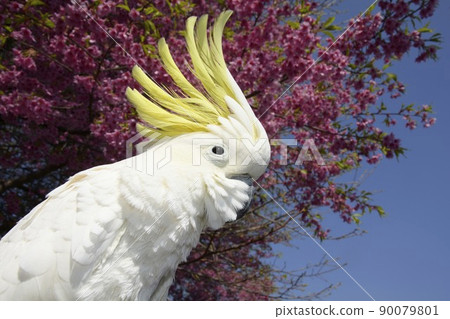 Sulphur-crested parrot parakeet 90079801
