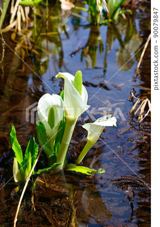 Mizubasho Higashiyama Ikoi no Mori Katsuyama City Mizubasho Higashiyama Ikoi no Mori Katsuyama City 90079847