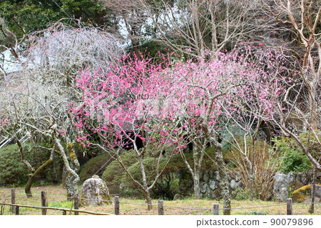 粉紅梅花哭梅 粉紅梅花哭梅 90079896