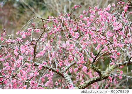 Light pink plum blossoms Weeping plums Light pink plum blossoms Weeping plums 90079899