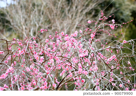 Light pink plum blossoms Weeping plums Light pink plum blossoms Weeping plums 90079900