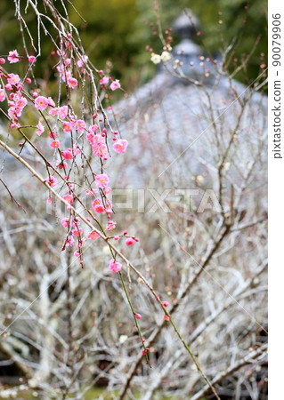 Light pink plum blossoms Weeping plums 90079906