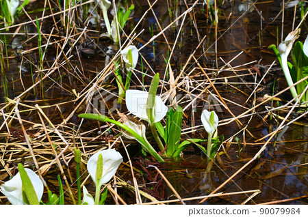 Mizubasho 東山 Ikoi no Mori 胜山市 90079984