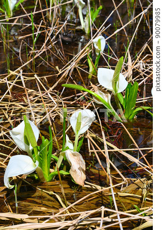 Mizubasho 東山 Ikoi no Mori 胜山市 90079985