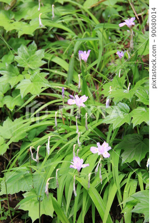 初夏開花的“鳶尾花”/丁香花 90080014