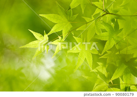 The fresh green of May and the sunshine The fresh green of May and the sunshine 90080179