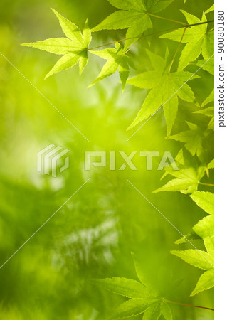 The fresh green of May and the sunshine The fresh green of May and the sunshine 90080180