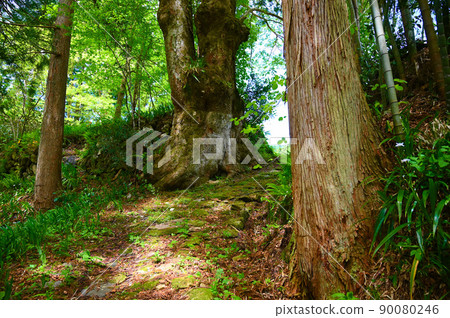 在山谷胜山市谷的鵝卵石路 90080246