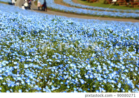 Nemophila of Hitachi Seaside Park 90080271