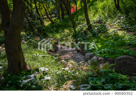 Brook flowing through the green forest 90080302