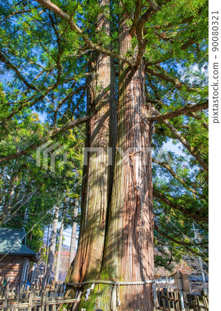 Togakushi Shrine, one of the three cedars, the position behind the torii gate of the Chusha Shrine, the spring season Togakushi Shrine, one of the three cedars, the position behind the torii gate of the Chusha Shrine, the spring season 90080321