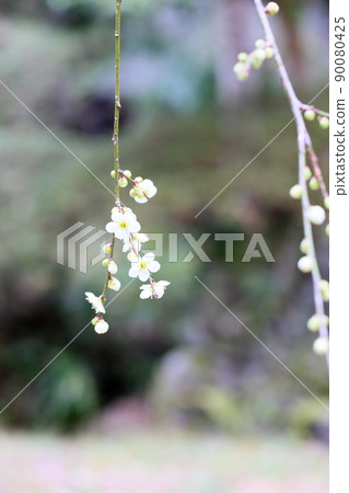 白梅花 垂枝梅 90080425