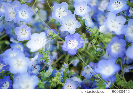 Nemophila field in Hitachinaka City, Ibaraki Prefecture 90080443