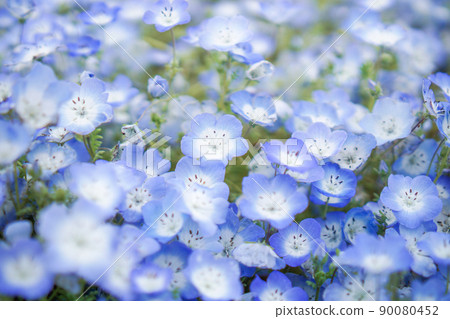 Nemophila field in Hitachinaka City, Ibaraki Prefecture 90080452