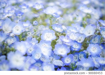 茨城縣常陸那珂市的 Nemophila 田 茨城縣常陸那珂市的 Nemophila 田 90080453